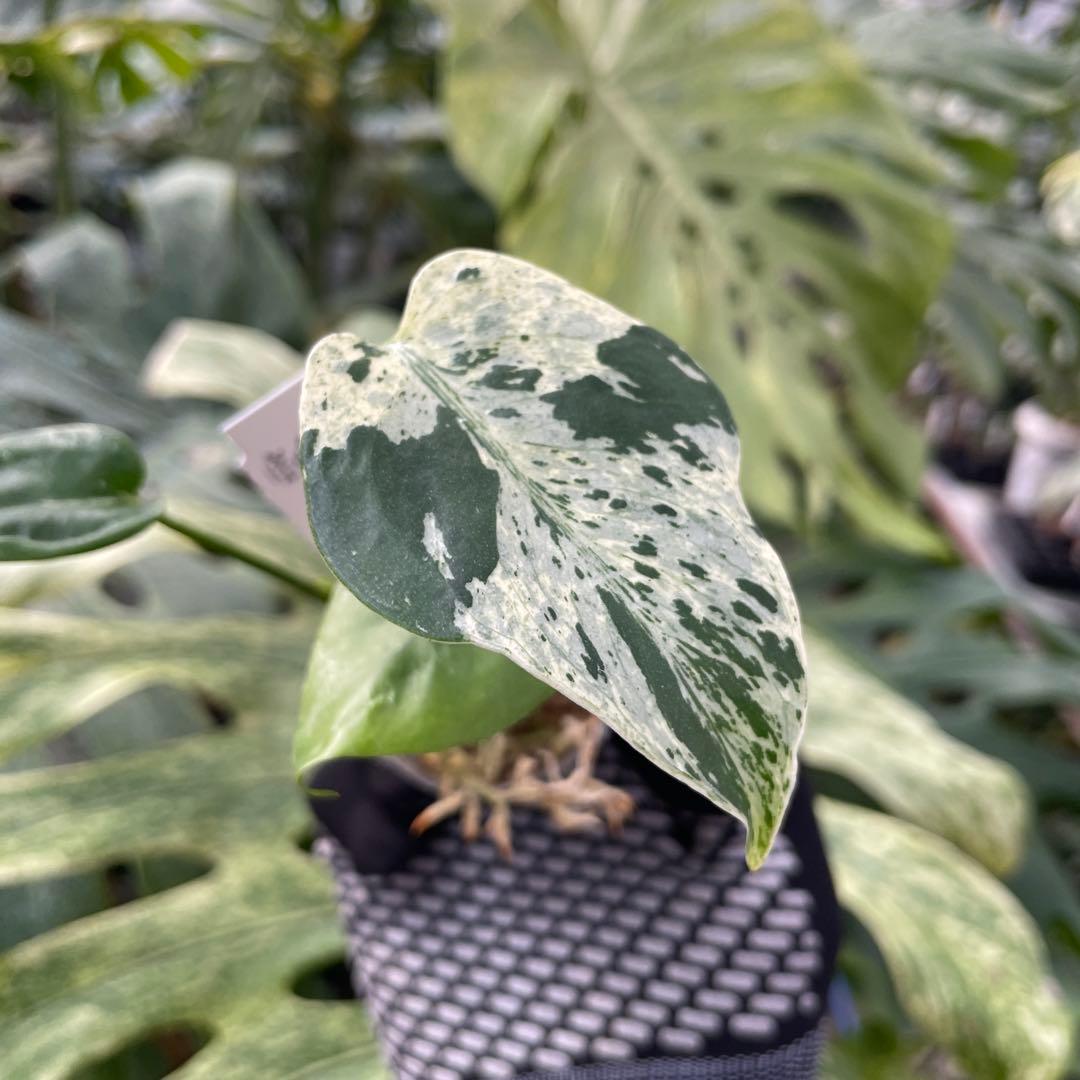 11モンステラ デリシオーサ ベトシオーサ 2寸ポリポット ネコポス発送