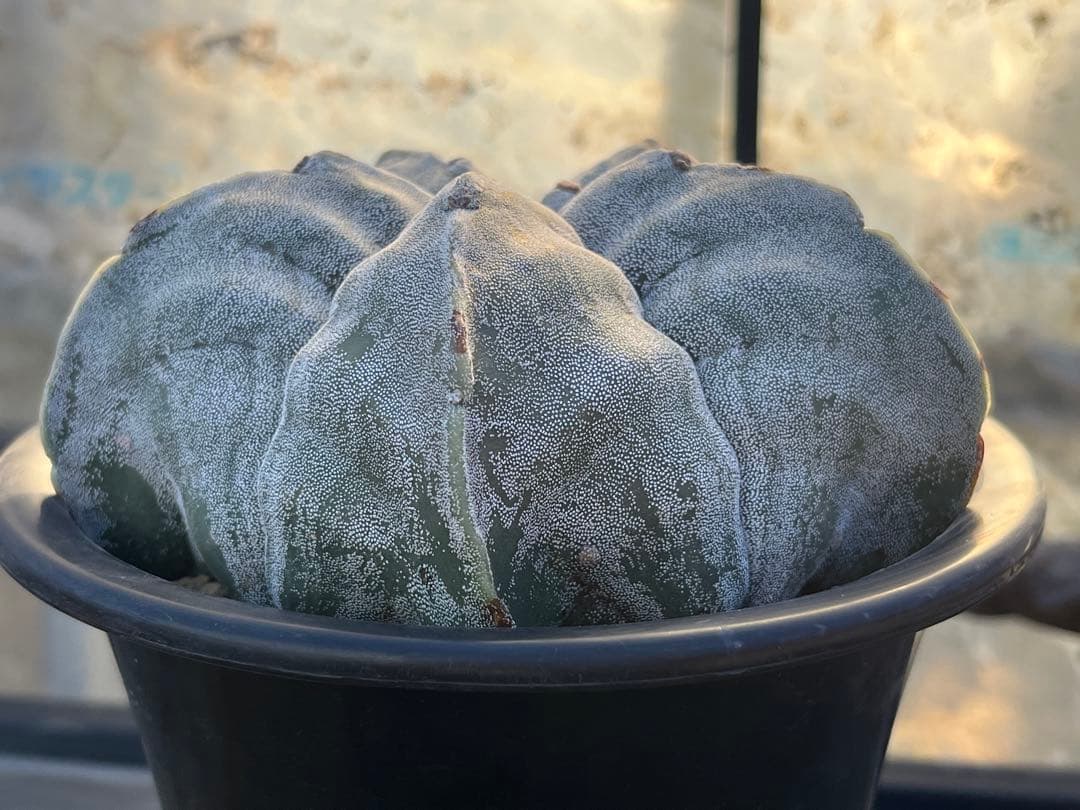 アストロフィツム　ストロンギロゴナム アストロフィツム・ストロンギロゴナム | trigger