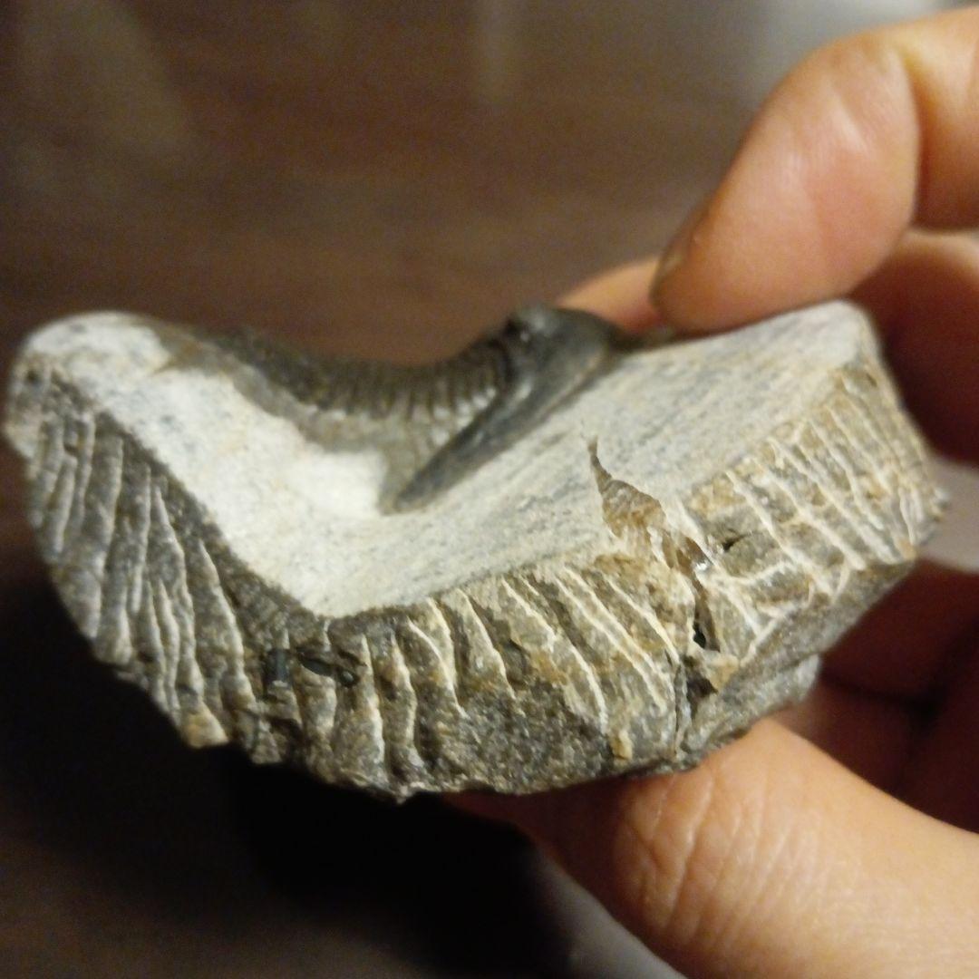 三葉虫モロッコ産⑥ホラルドプスHollardops？化石デボン紀修復跡有り