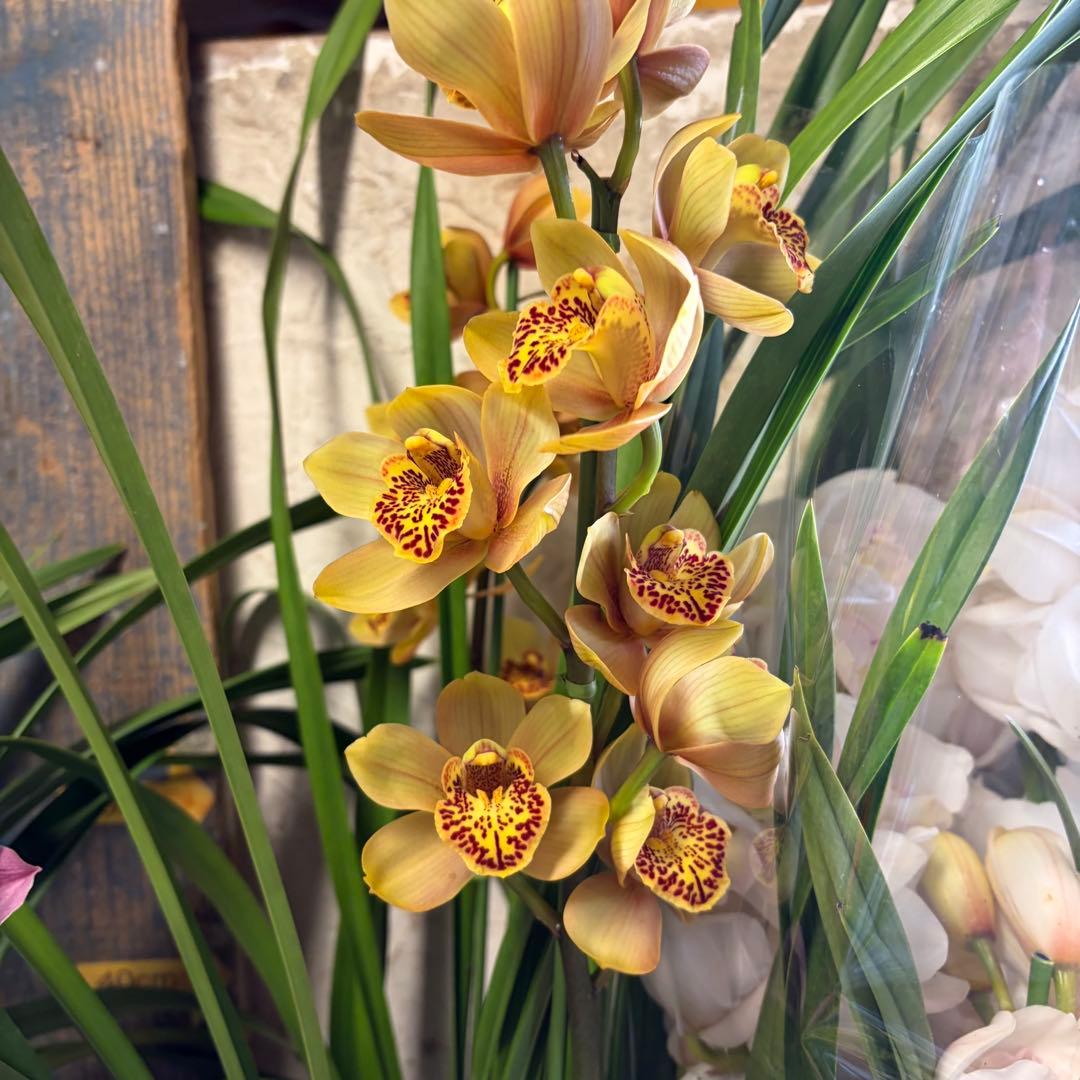 グ*チ様 蘭 育成用株 5つ シンビジューム バンダ オンシジューム