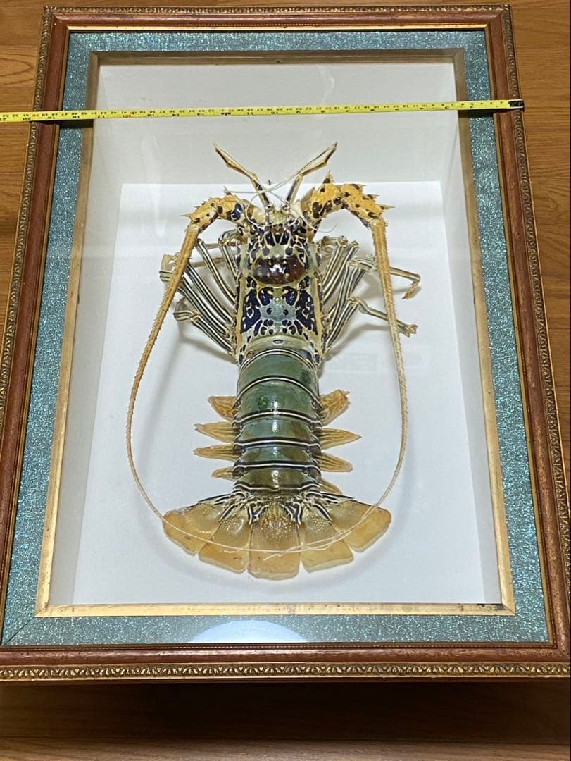 縁起物 伊勢海老 ゴシキエビ ニシキエビ 特大 剥製 標本 - メルカリ