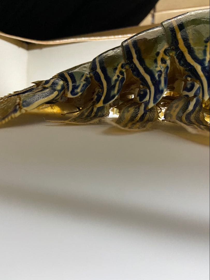 縁起物 伊勢海老 ゴシキエビ ニシキエビ 特大 剥製 標本 - メルカリ