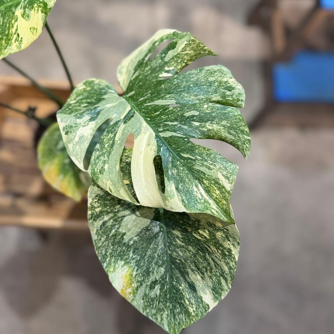 す*る様 22 モンステラ デリシオーサ レガシー 斑入り 美斑 - メルカリ