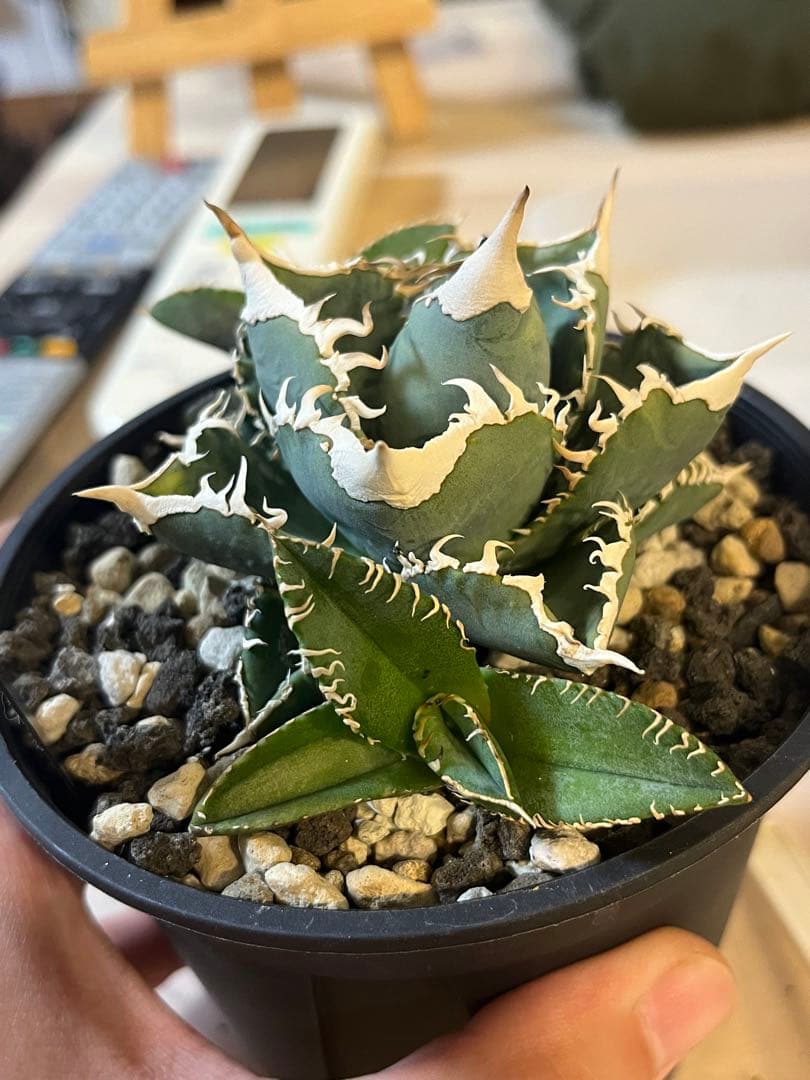 アガベ チタノタ 白豪刺 子株 - メルカリ