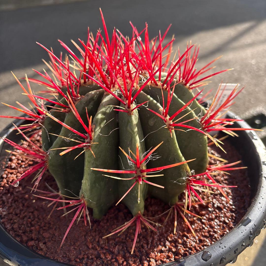 フェロカクタス スタイネシー（セキホウ） フェロカクタス 赤鳳8号