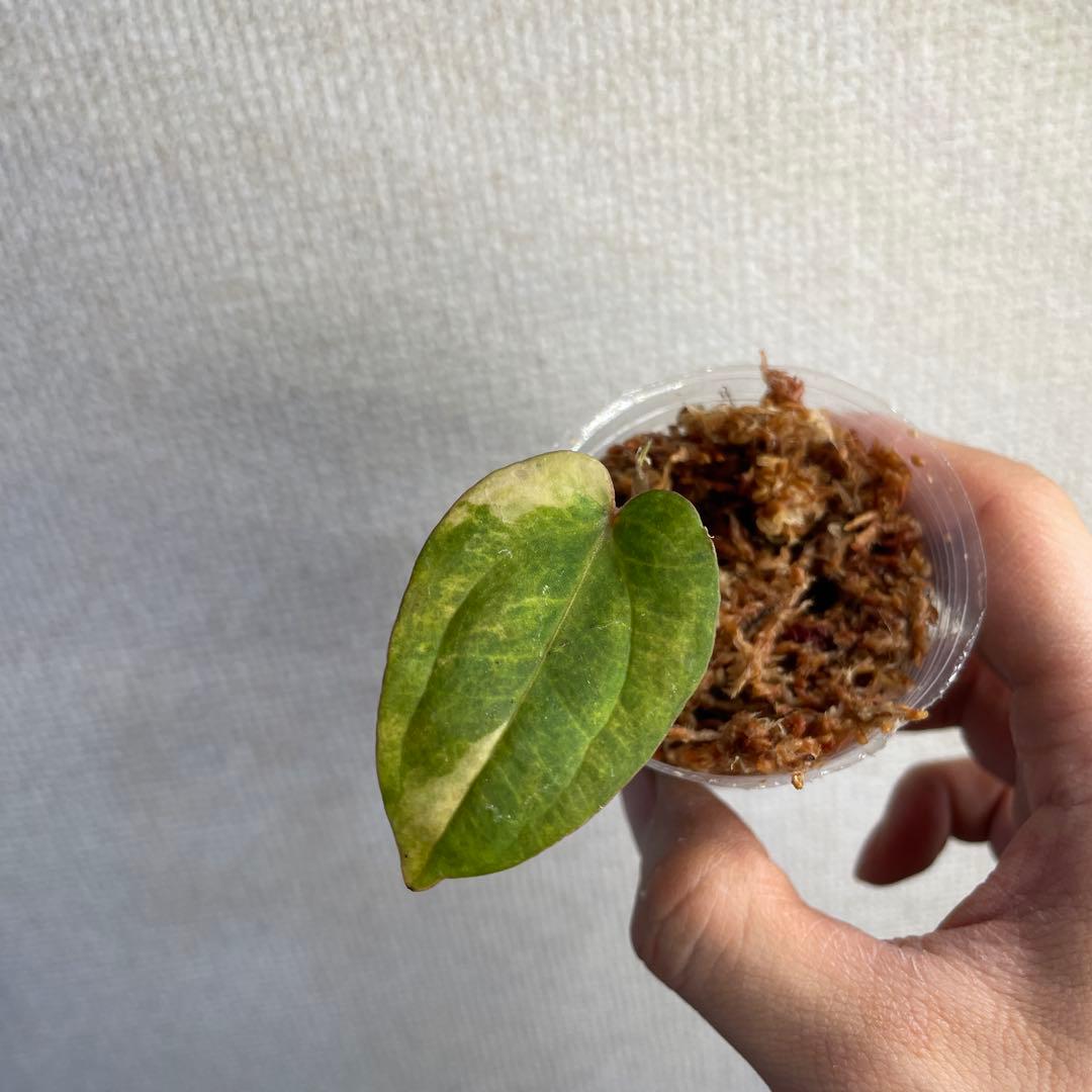 Anthurium AOS✖️RVDP斑入り - メルカリ