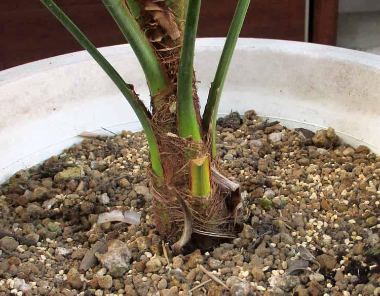 現品】ブラヘア・スーパーシルバー 10号 9A番 ヤシの木 椰子の木