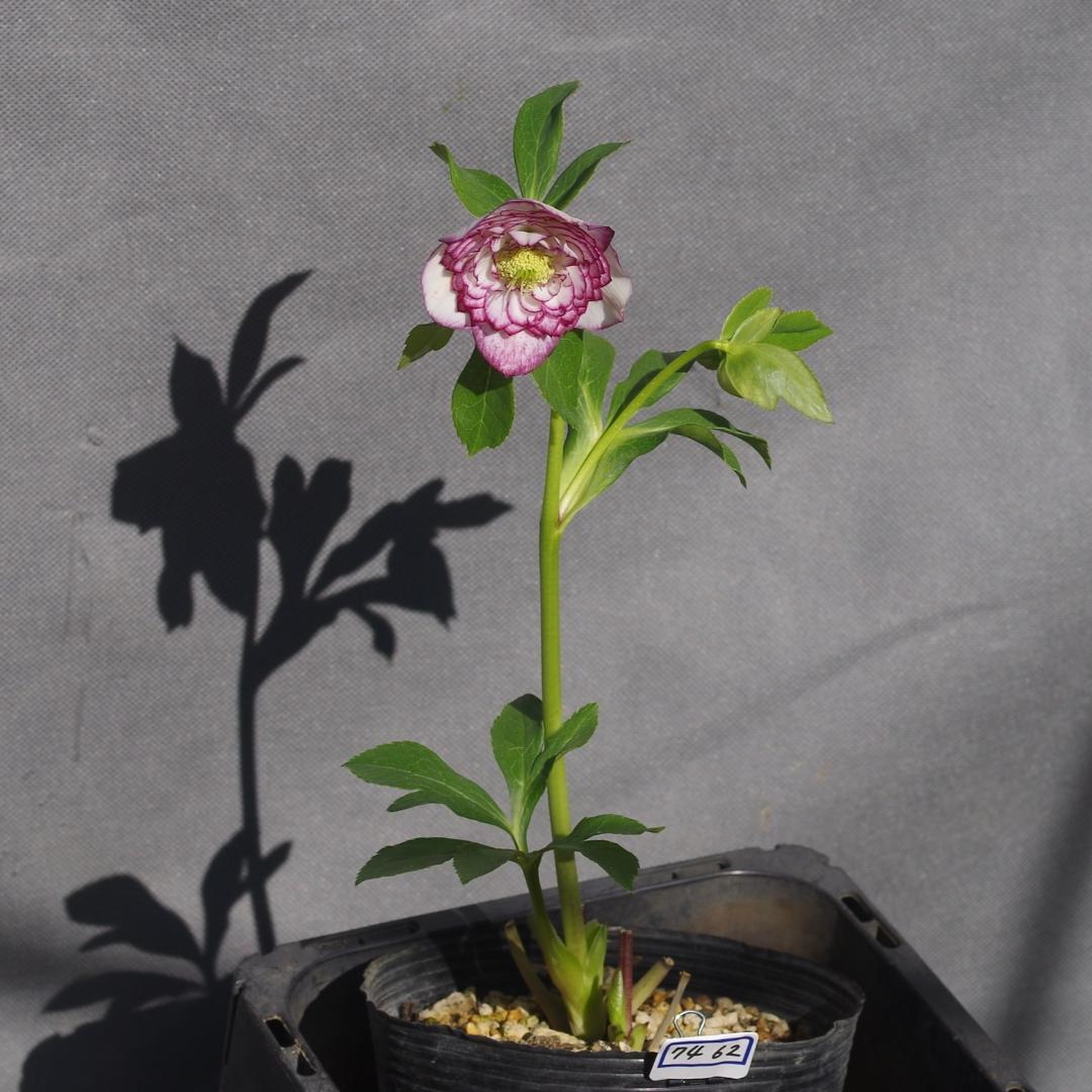 7462 認定！ホワイトアフロディーテ クリスマスローズ開花 加藤農園