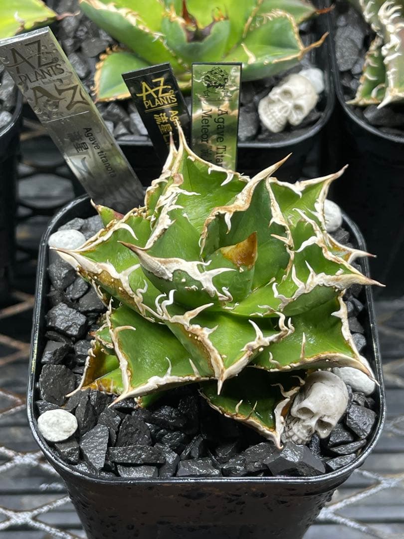 Agave Titanota Meteor \"流星\"