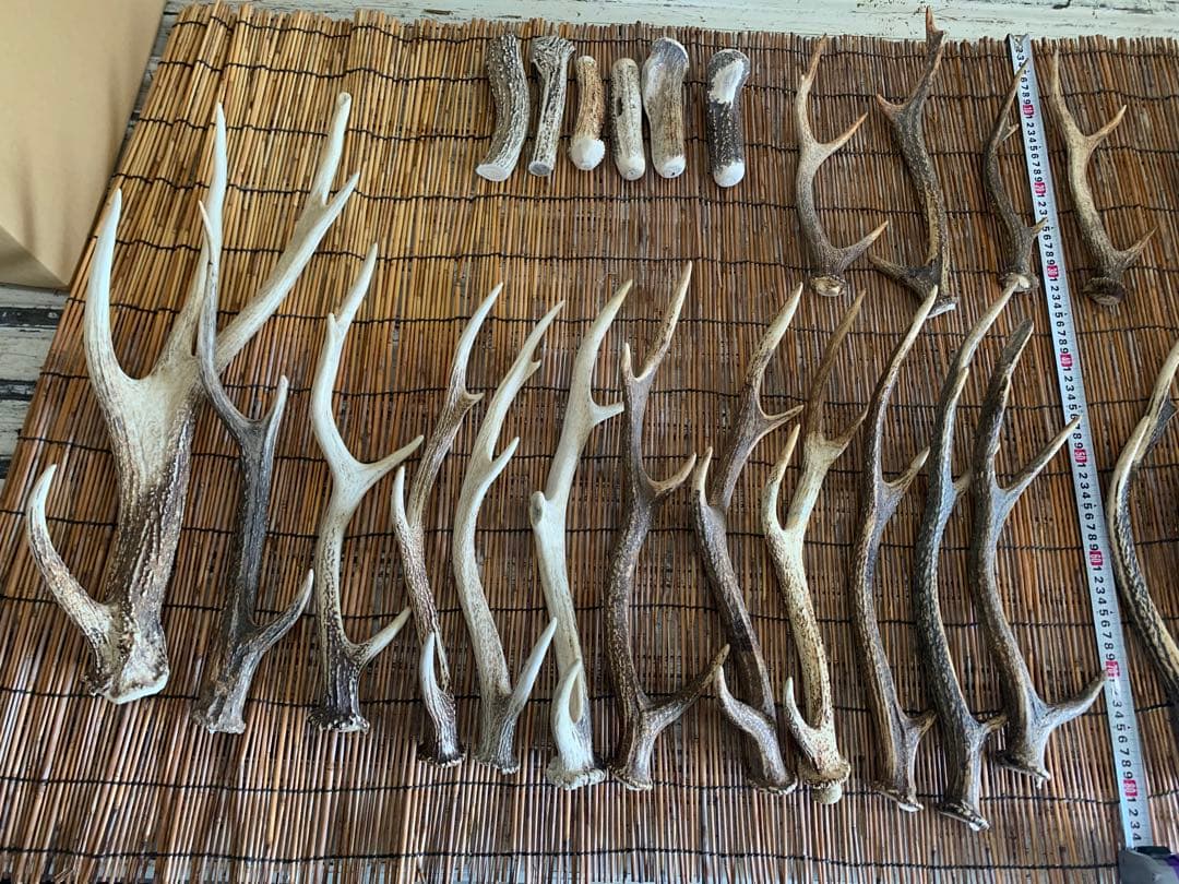 10kg 鹿の角　アクセサリー　パーツ素材　① Amazon.co.jp: 鹿の角 エゾシカ 角 先端詰合わせ 1kg 端材