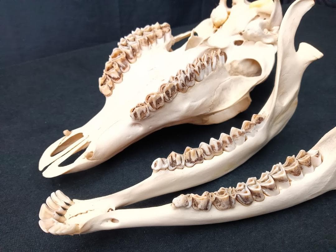 ニホンジカ メス39Kg 頭骨標本（舌骨・第一頸椎付き） 番号