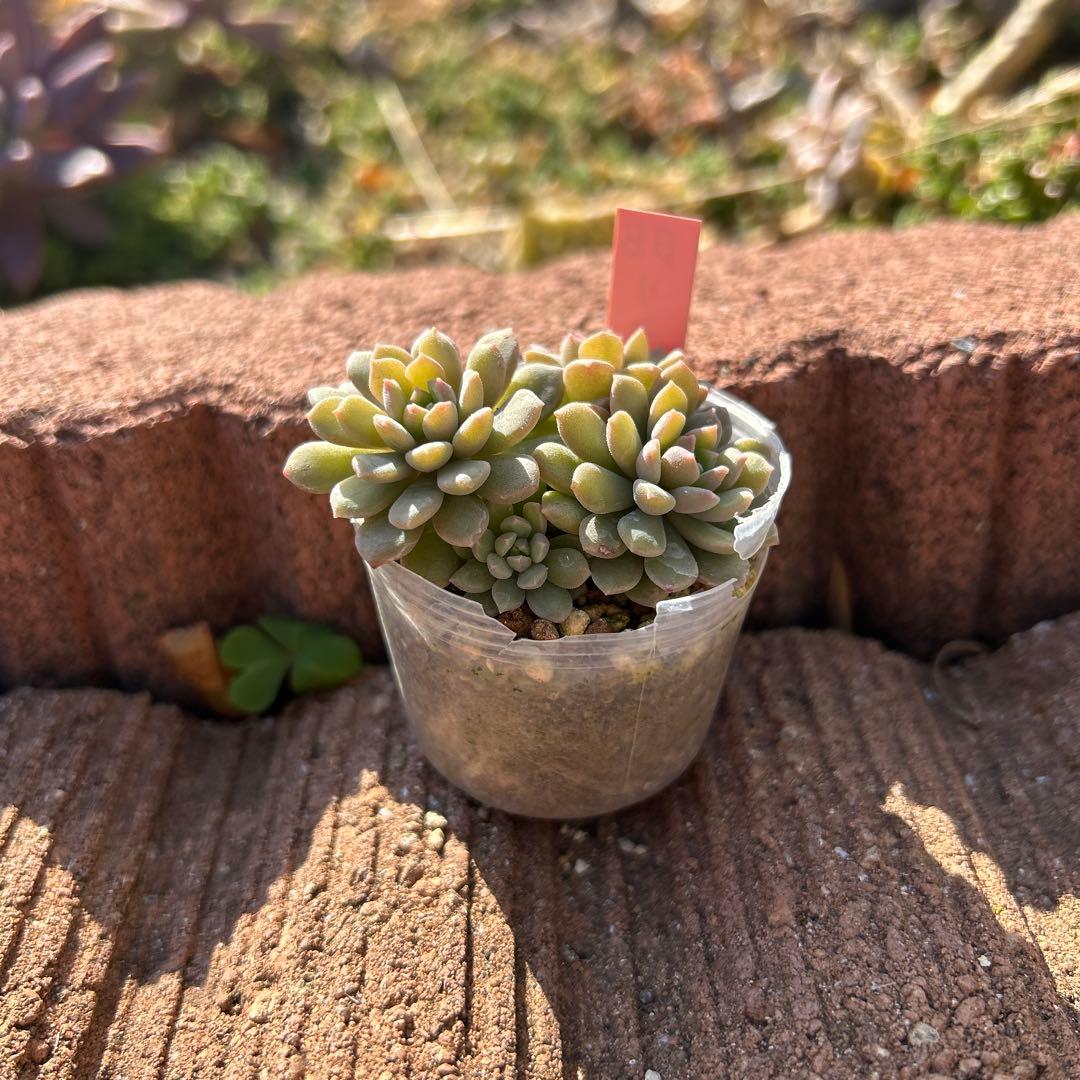 リンダリンダ 抜き苗 ぼのぼのさん - メルカリ