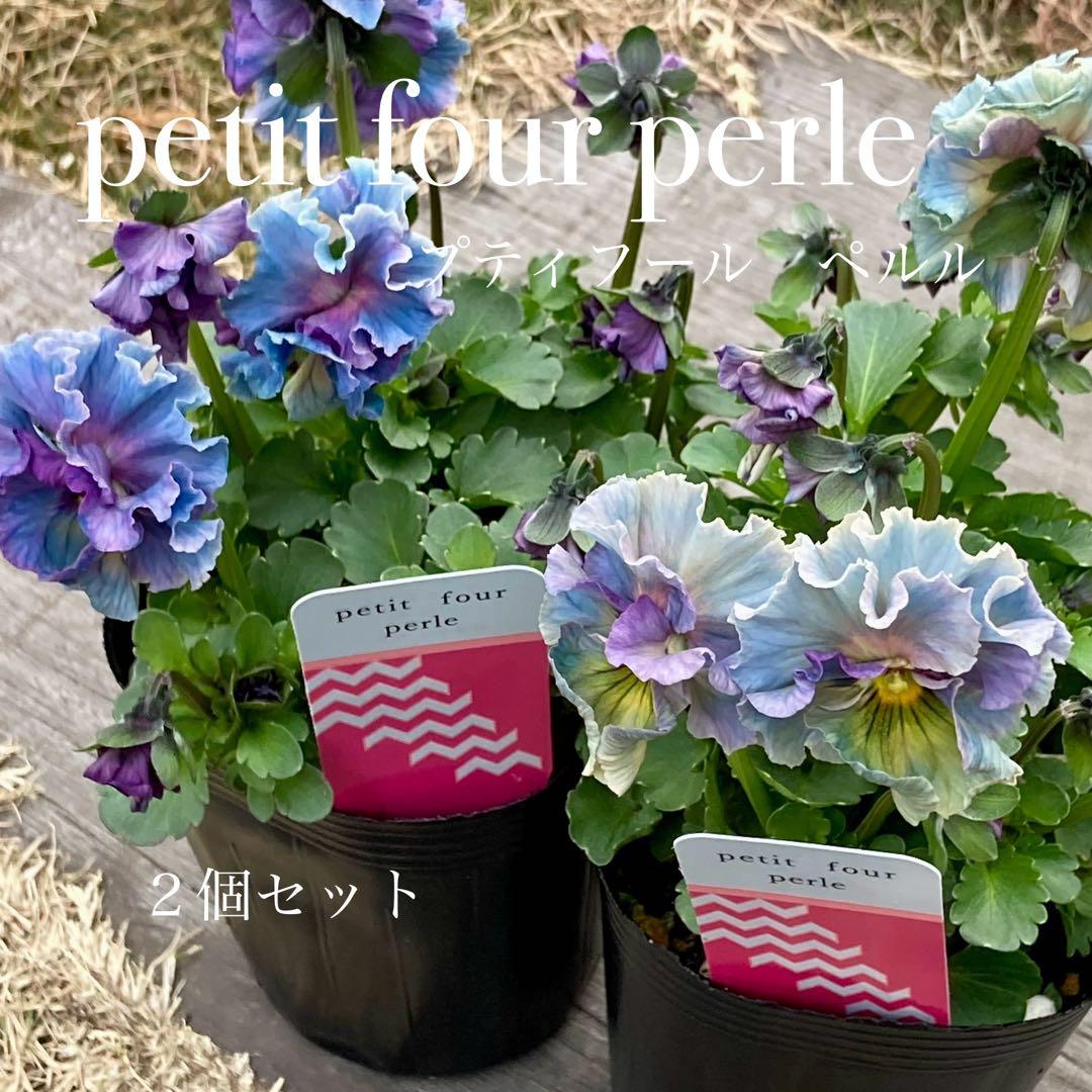 R*U様 プティフール ビオラ ペルル ハルグリン 苗 送料込み - メルカリ