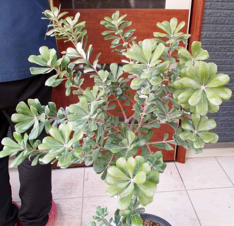 現品】コーストバンクシア・セイラ 9号 B45番 - メルカリ