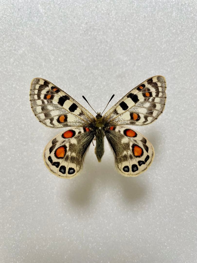 シボリアゲハ ♂標本☆北東インド産☆大型美麗個体☆この産地この状態