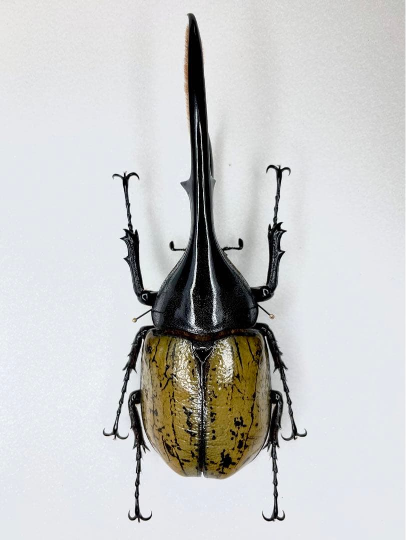 WSTWD_KUWAです。 Sowa-S8564-m-02-dl.jpg