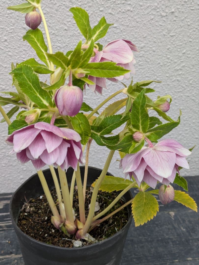 広瀬園芸 クリスマスローズ オーレア系 ピンクグラデーションdd