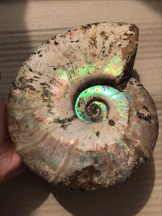 マダガスカル産 アンモナイト化石青（ビューダンティセラス）特大サイズ