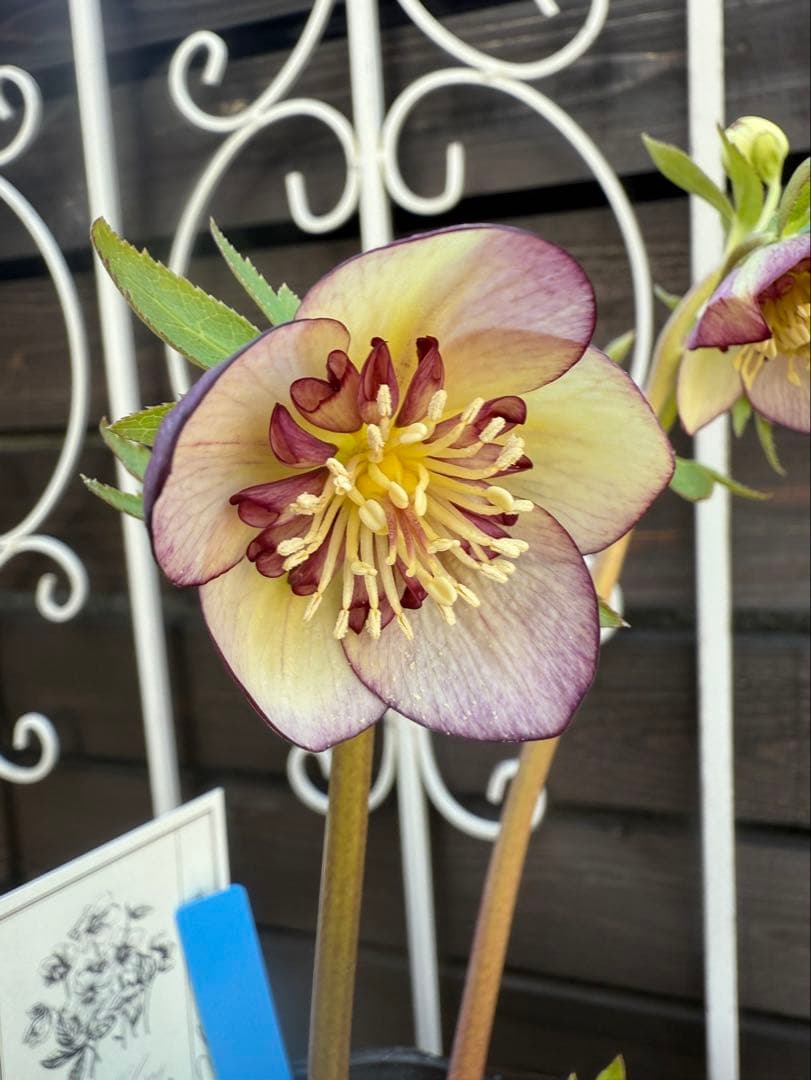 極美・希少】高橋育苗 ムルチフィダス系オーレア リトル・ビースト