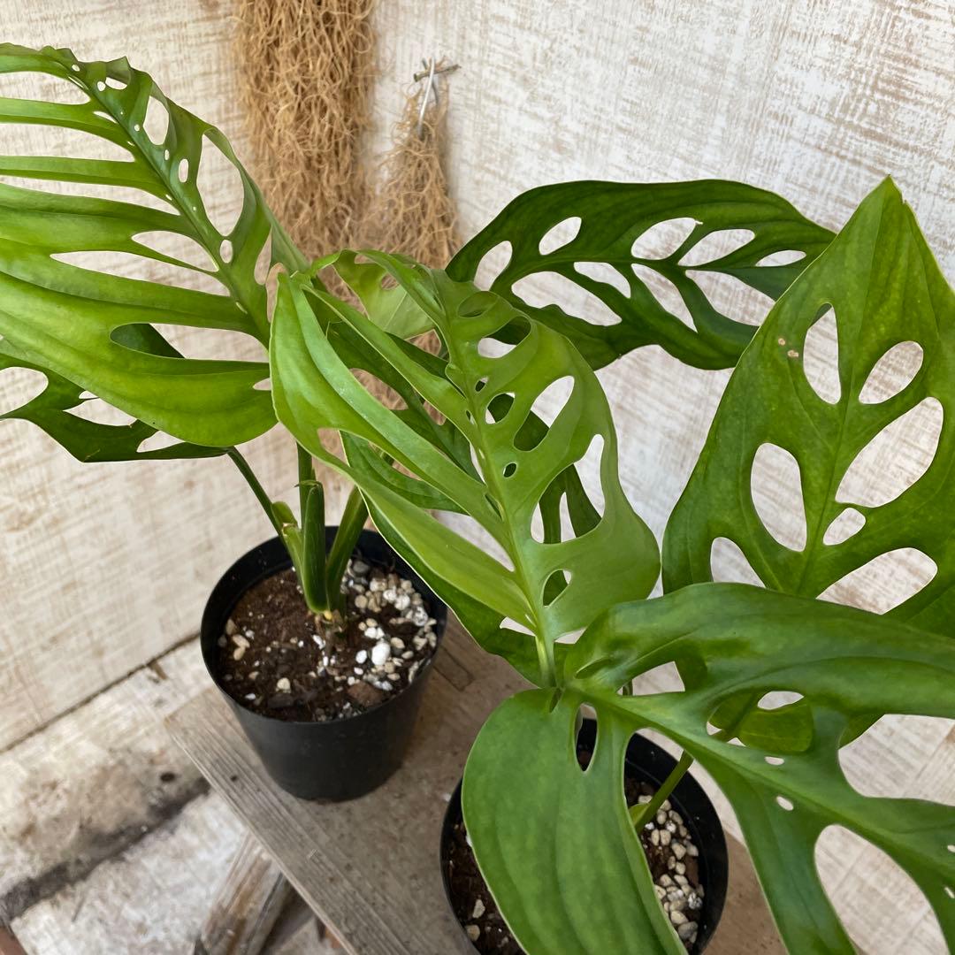大特価！レア！2鉢価格！モンステラ エスケレート 苗 苗木 観葉植物 鉢植え