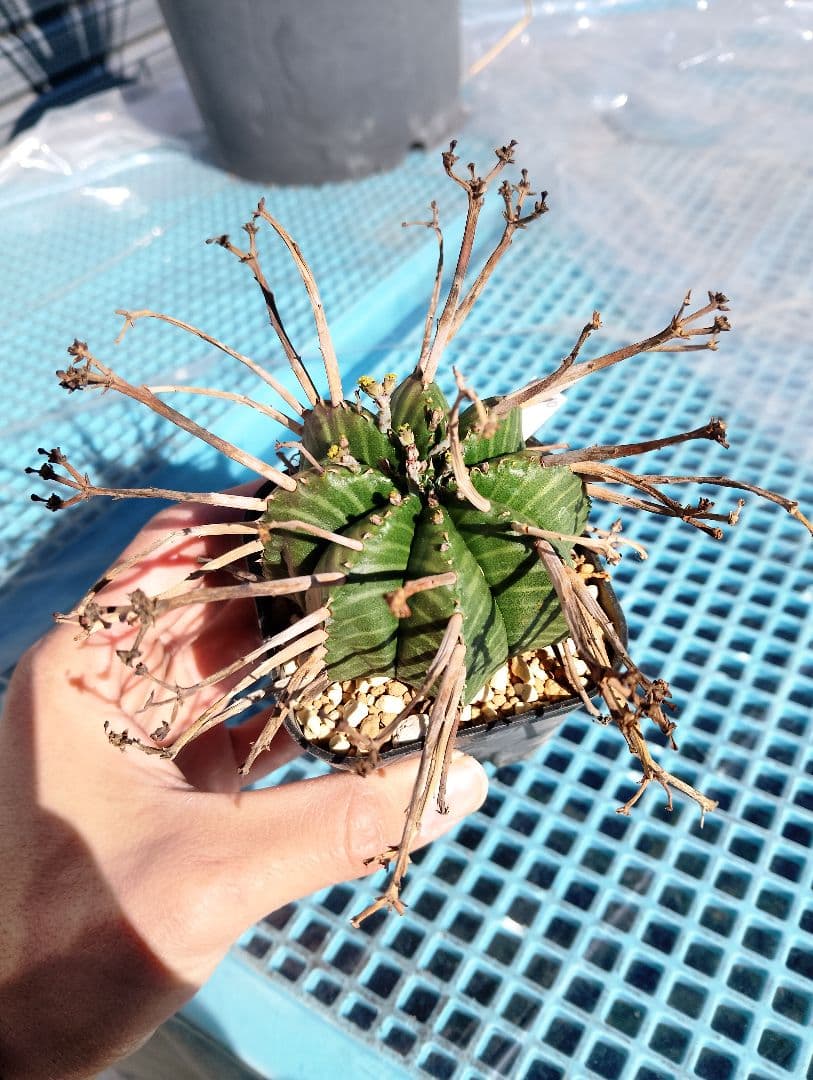 \"特選\" ユーフォルビア スーパー バリダ