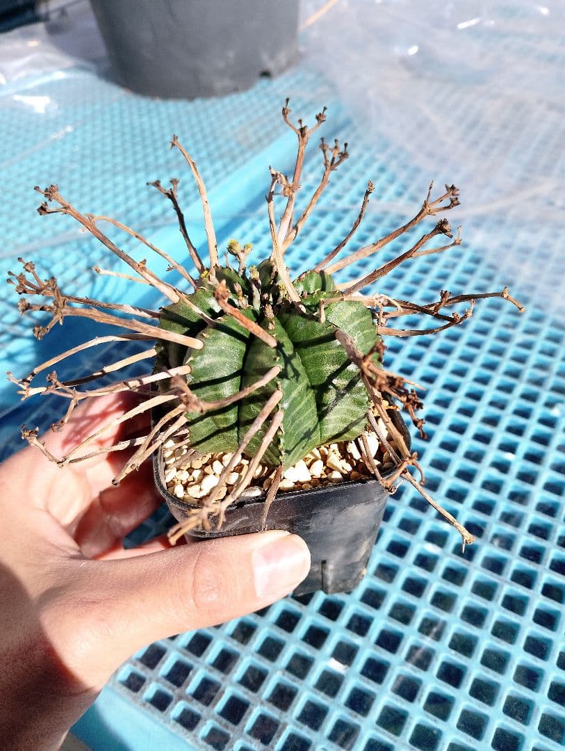 \"特選\" ユーフォルビア スーパー バリダ