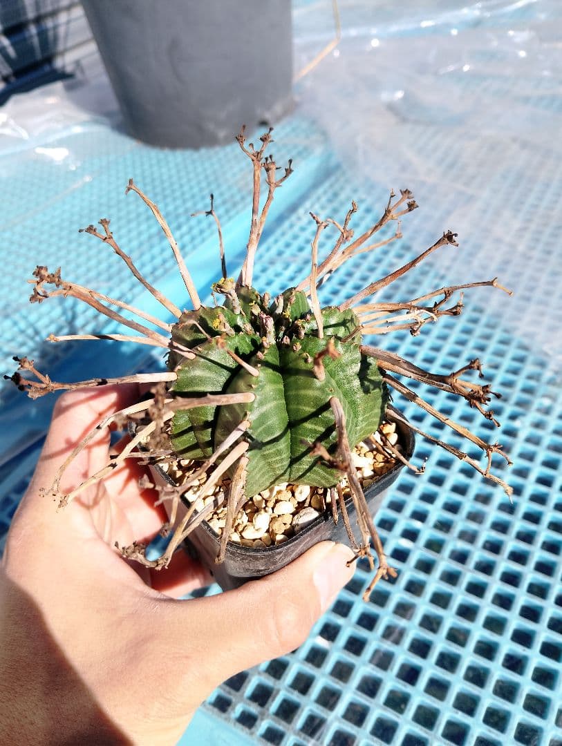 \"特選\" ユーフォルビア スーパー バリダ