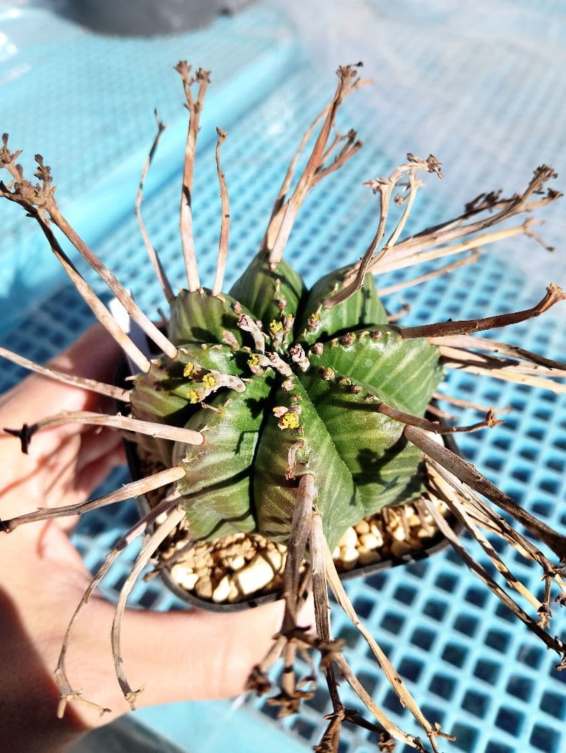 \"特選\" ユーフォルビア スーパー バリダ