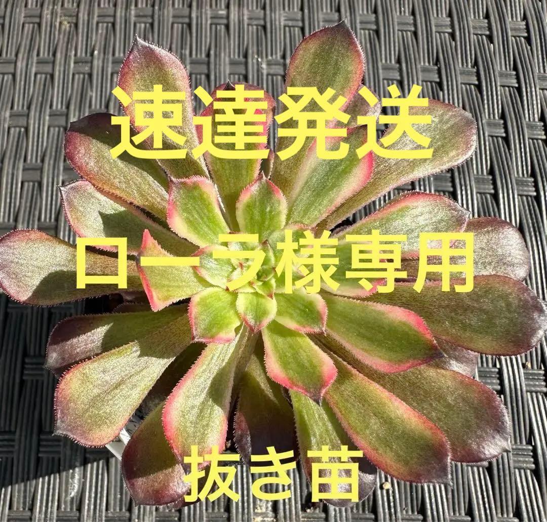 アエオニウム 雪姫(限定1苗)⭐️レア品種 - メルカリ