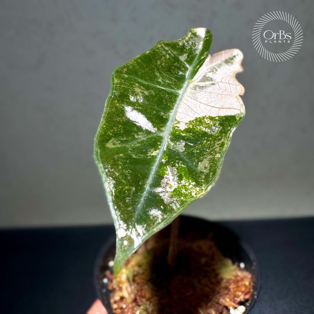 芋から育成】アロカシア プセウド サンデリアーナ ピンク斑入り 美斑