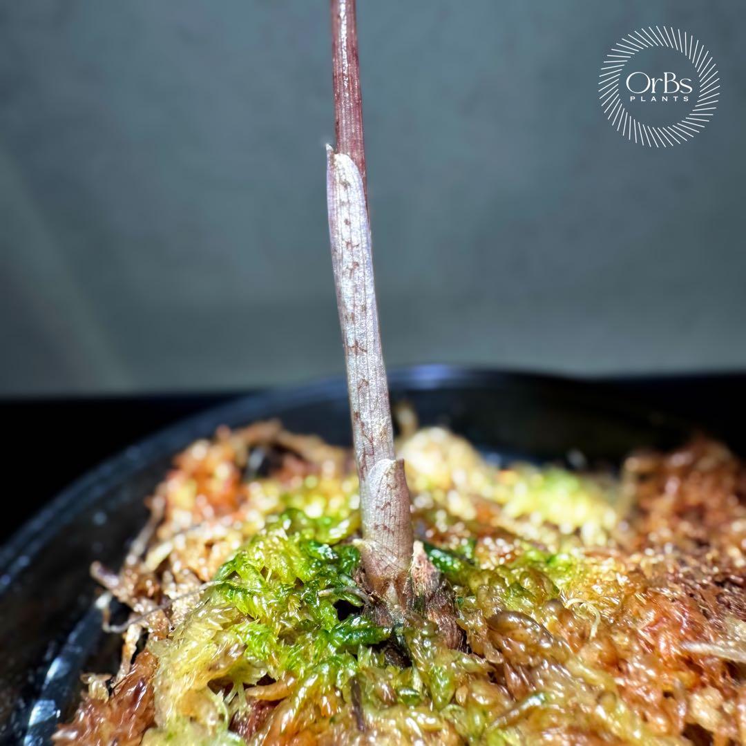 芋から育成】アロカシア プセウド サンデリアーナ ピンク斑入り 美斑