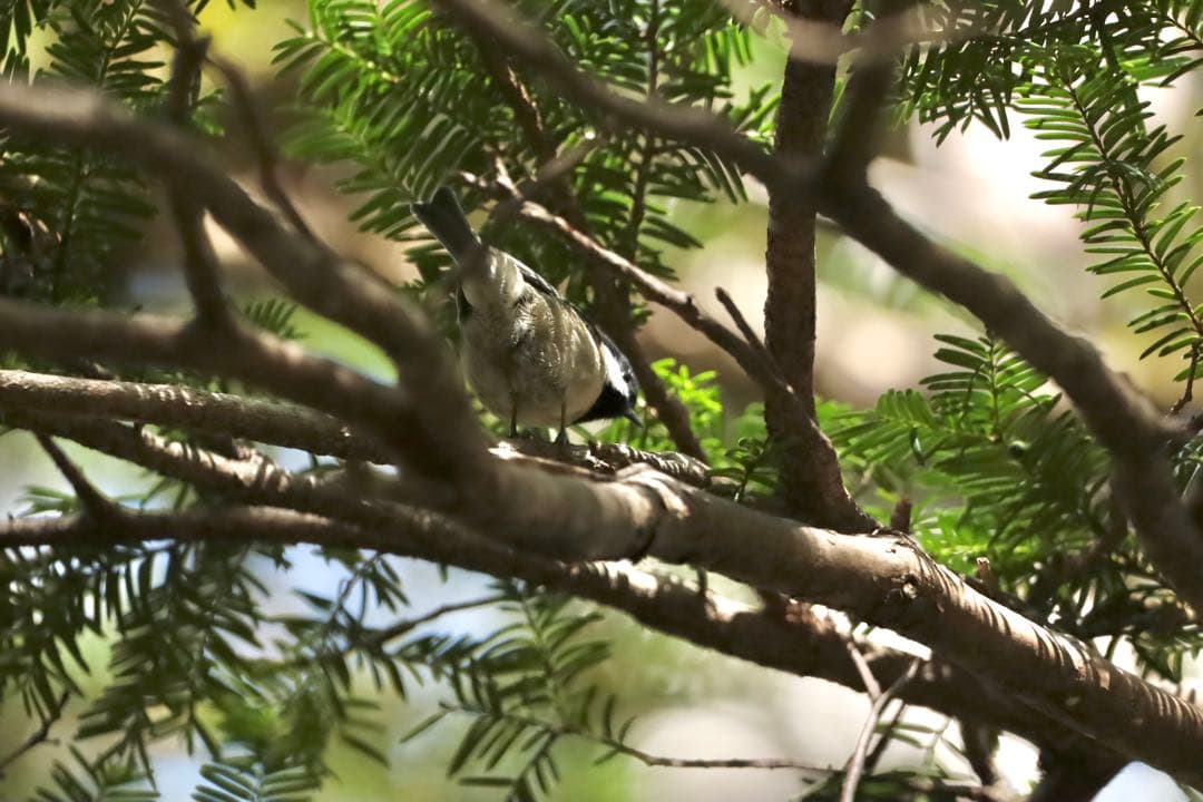 Canon用EF シグマ150-600mmF5-6.3 contemporary