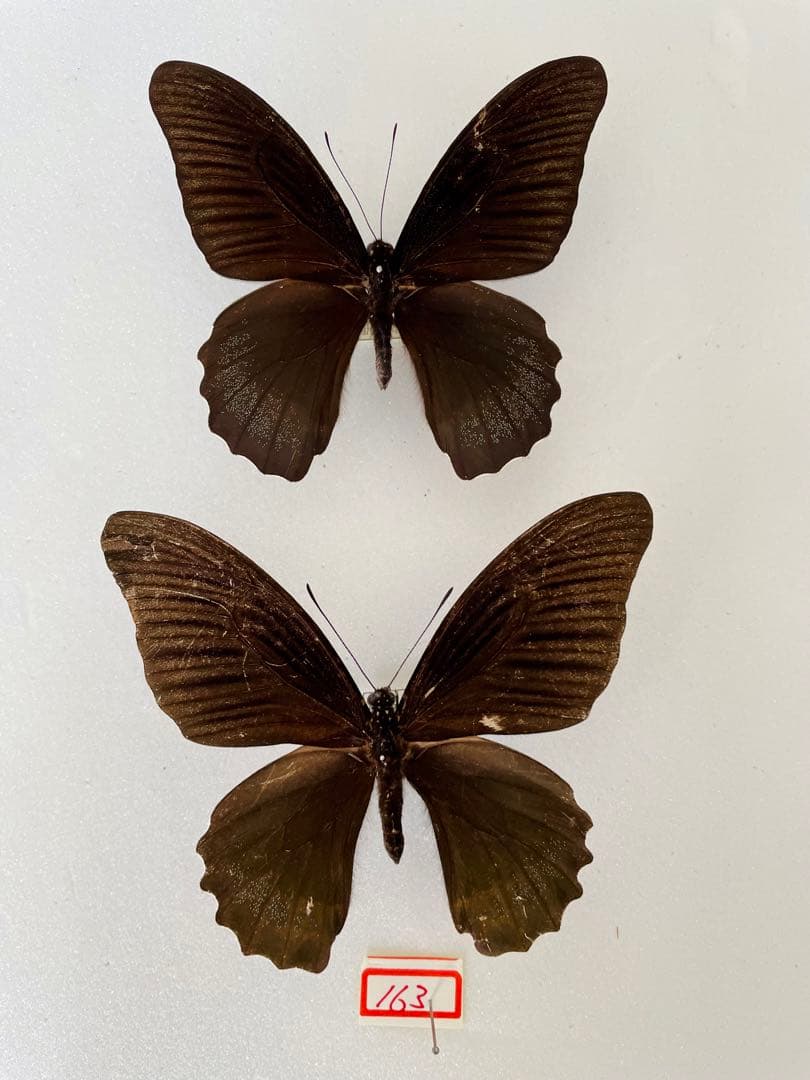 【1ペア】アケロンアゲハ（ボルネオ島産） 23,653 大阪市 関西国際空港​発 - ボルネオ島​行きの格安航空券 | KAYAK