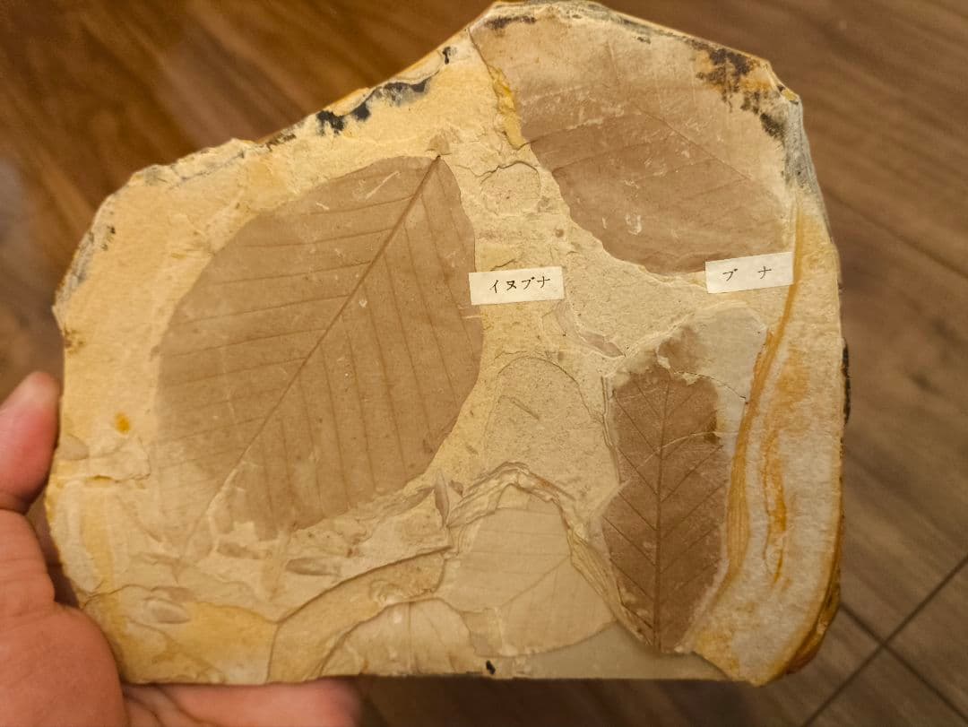 極美品】葉の化石 （イヌブナ、ブナ、ヤマボウシ）塩原化石 天然石