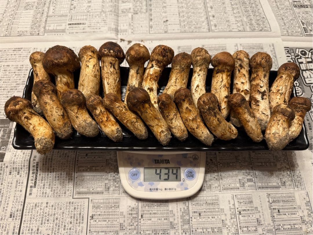 松茸　北海道　400g コロ　国産　④ 松茸 北海道 400g コロ 国産 ④