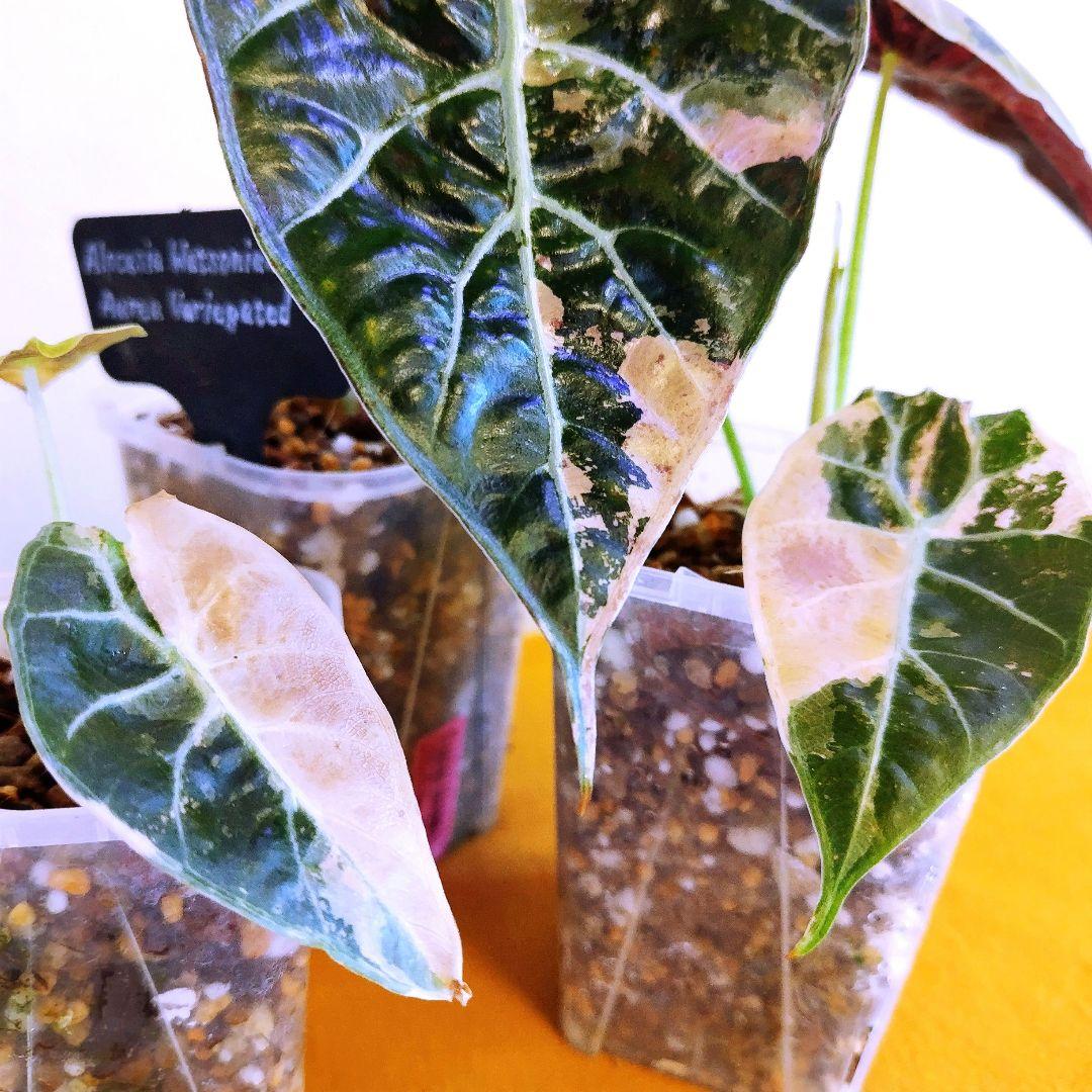 希少】アロカシア ワトソニアナ 斑入り ピンク オーレア 実生 b - メルカリ