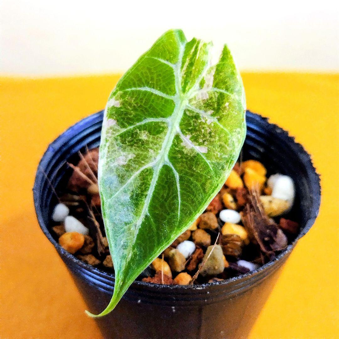 希少】アロカシア ワトソニアナ 斑入り ピンク オーレア 実生 b - メルカリ