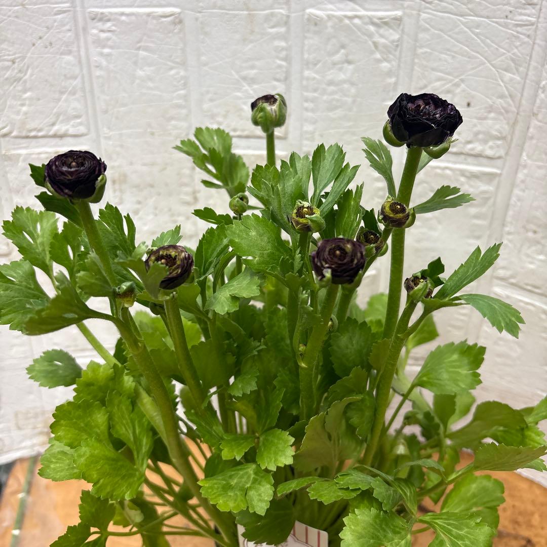 ジャイ様同梱用ラナンキュラスラックス♡イカロス♡3.5号ロング - メルカリ