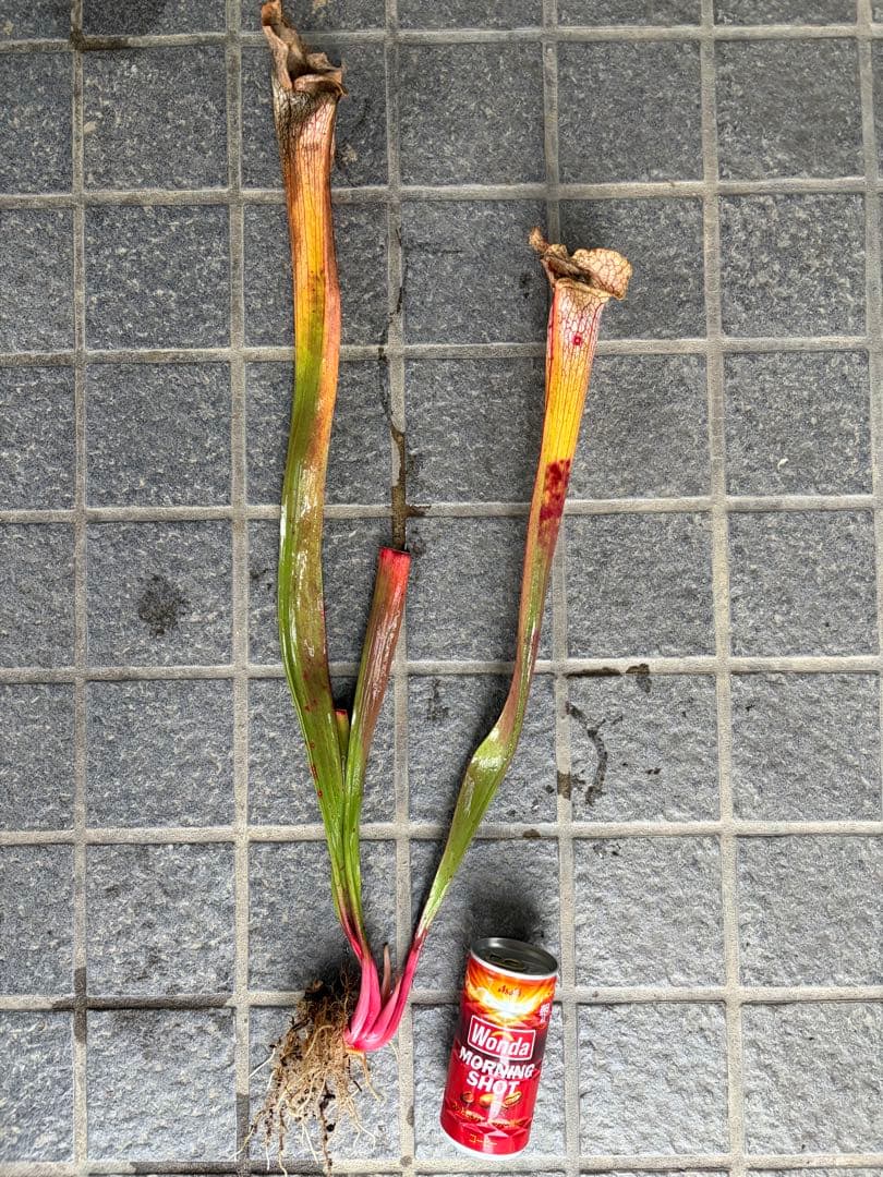 サラセニア ビッグホワイト 中〜親株サイズ 抜き苗 - メルカリ