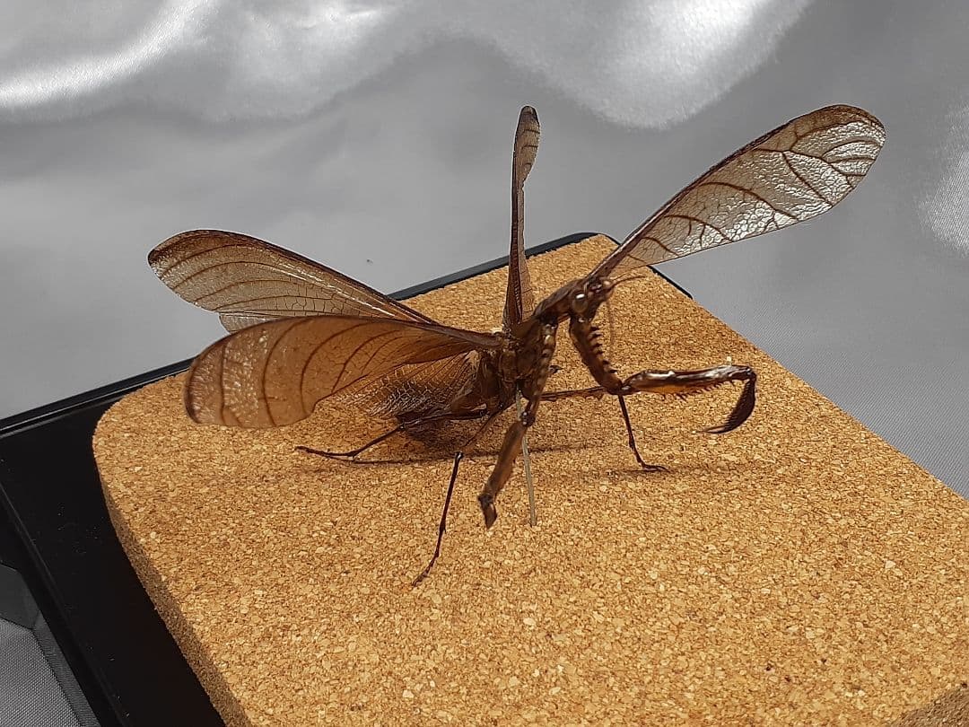 マオウカレハカマキリ雄 立体標本 魔王枯葉 - メルカリ