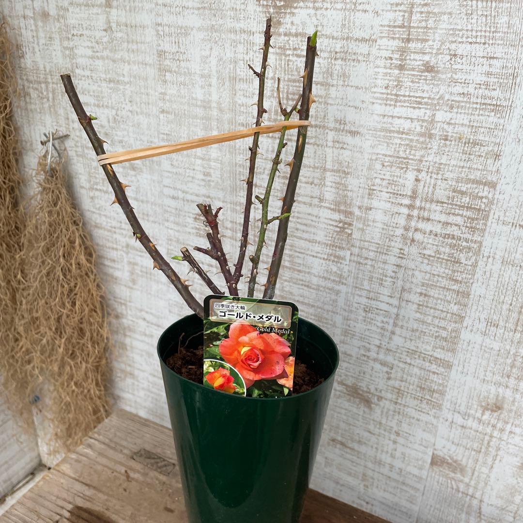大特価！ゴールドメダル バラ苗 薔薇 苗 苗木 大輪 四季咲き 接木苗 2