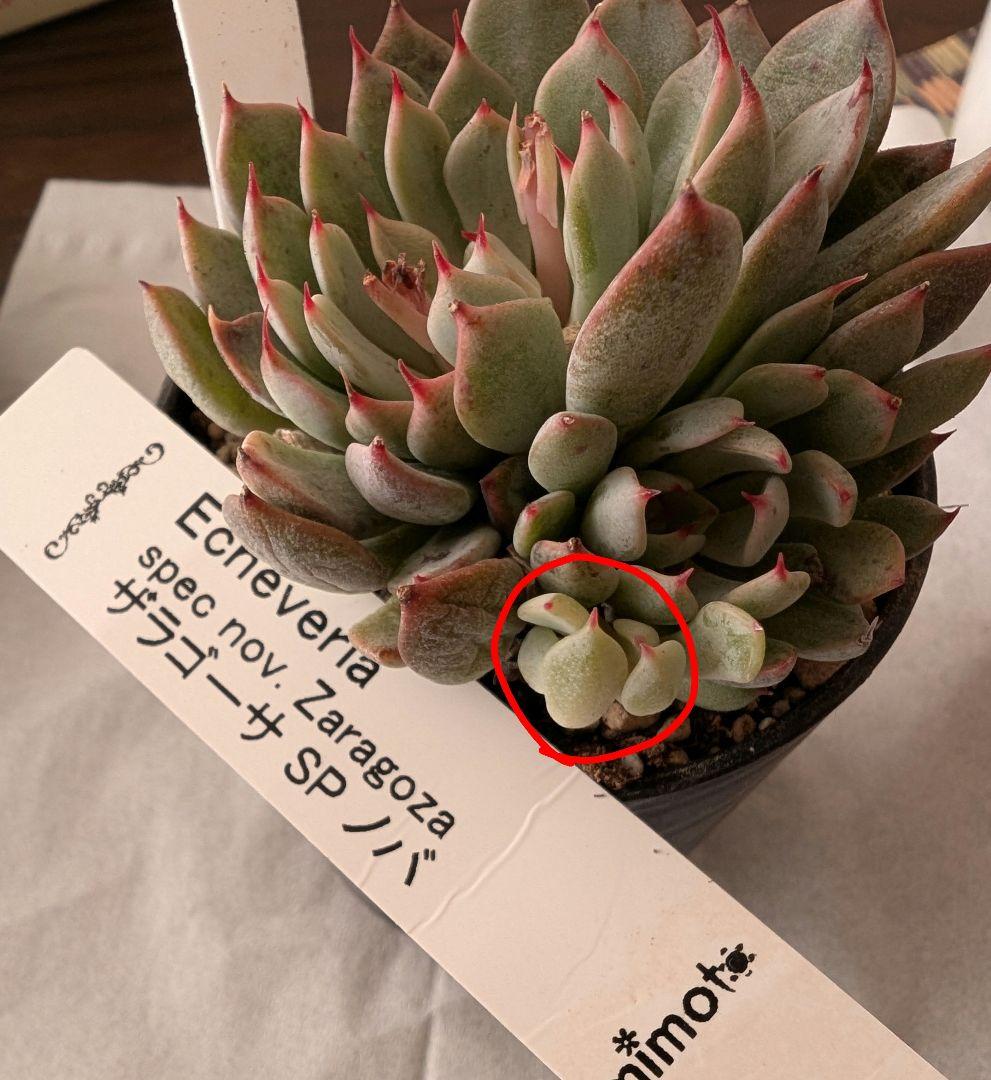 ザラゴーサSPノバ カット苗 札なし - メルカリ