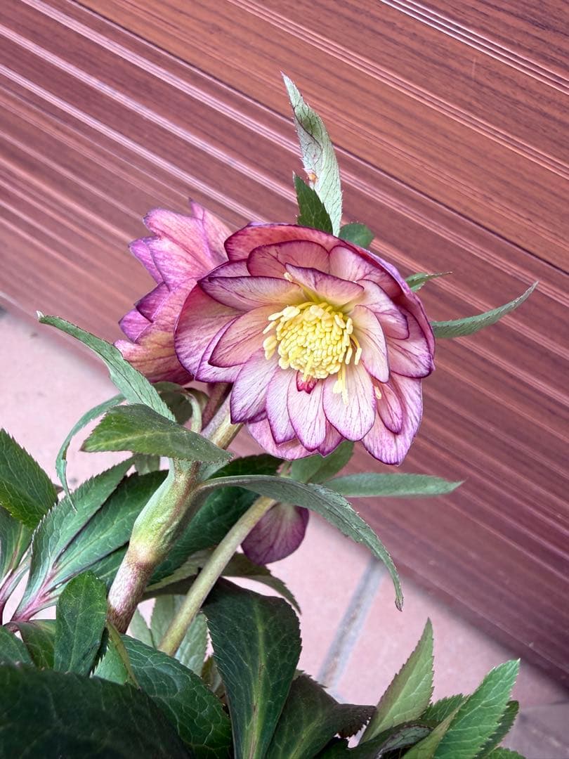 未株分】クリスマスローズ 大木ナーセリー ムルチ系オーレア交配