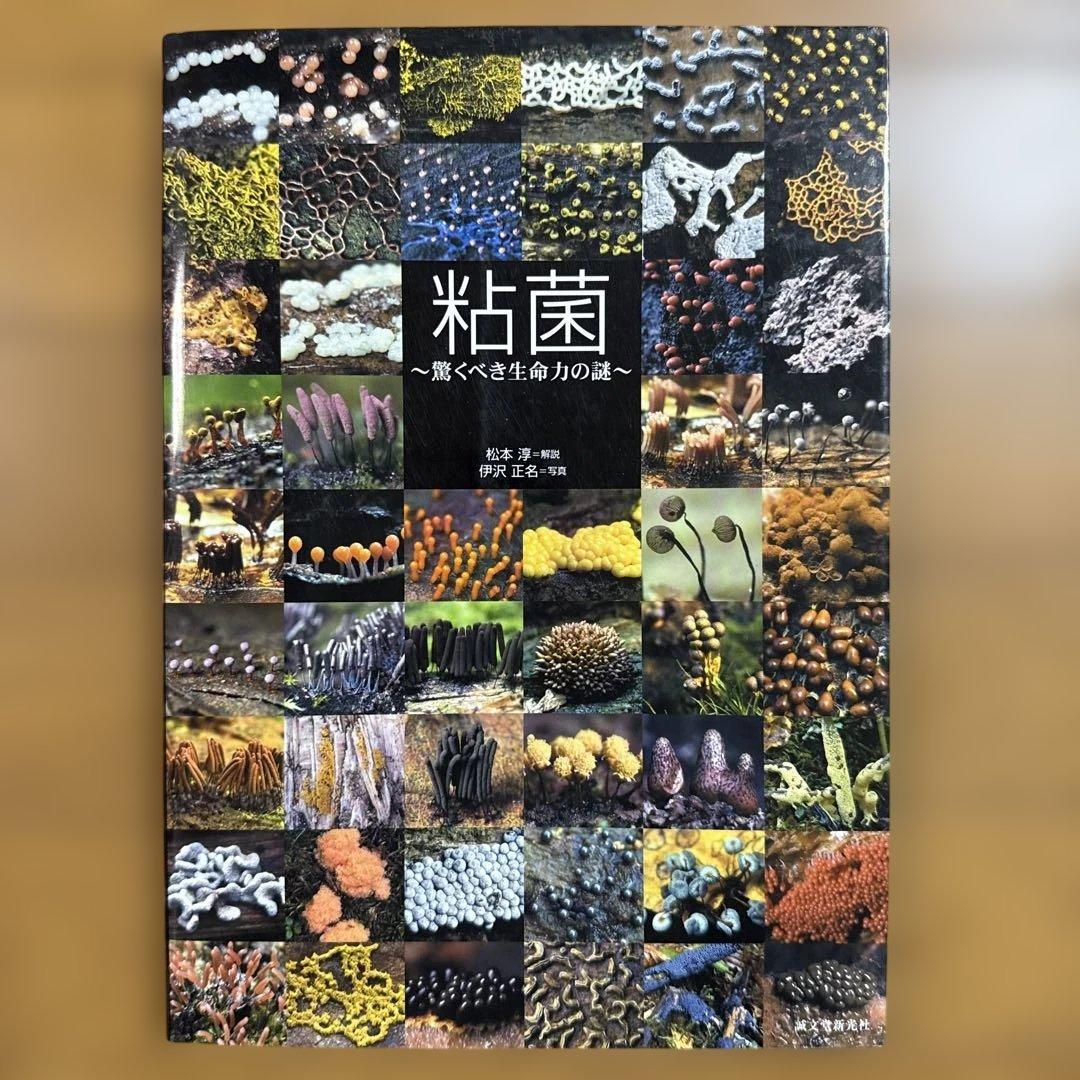 粘菌 : 驚くべき生命力の謎 粘菌: 驚くべき生命力の謎 | 松本 淳, 伊沢 正名 |本 | 通販 | Amazon