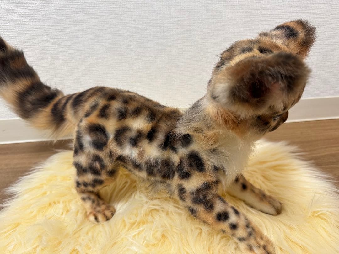 海外作家様 アートドール ヒョウ - メルカリ