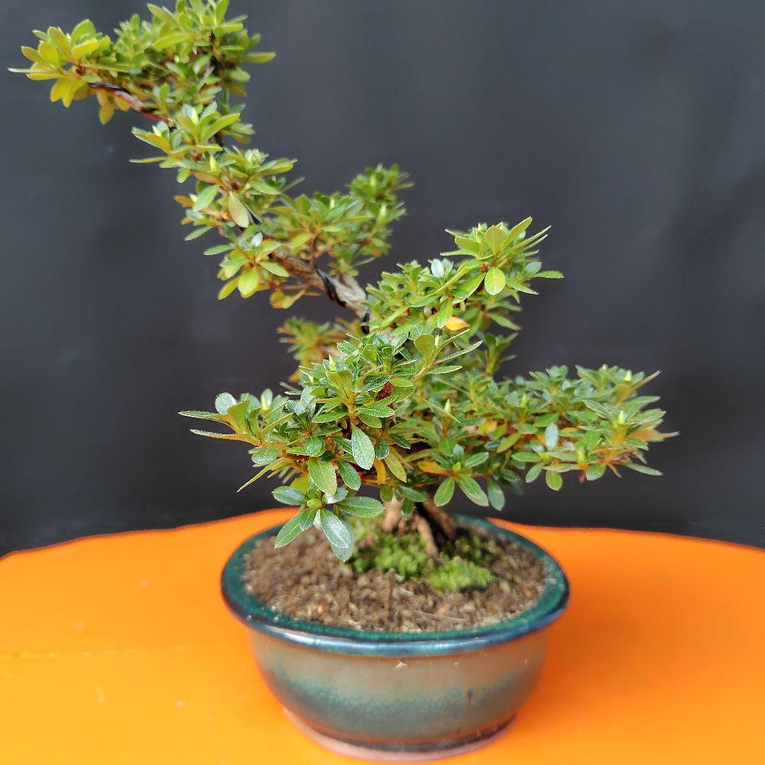 さつき盆栽【明美の月】皐月盆栽 - メルカリ