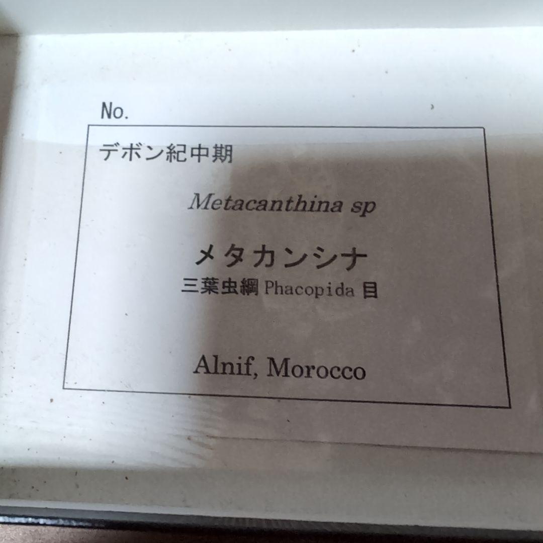 本物 デボン紀中期 三葉虫綱目 メタカンシナSP 化石 モロッコ - メルカリ