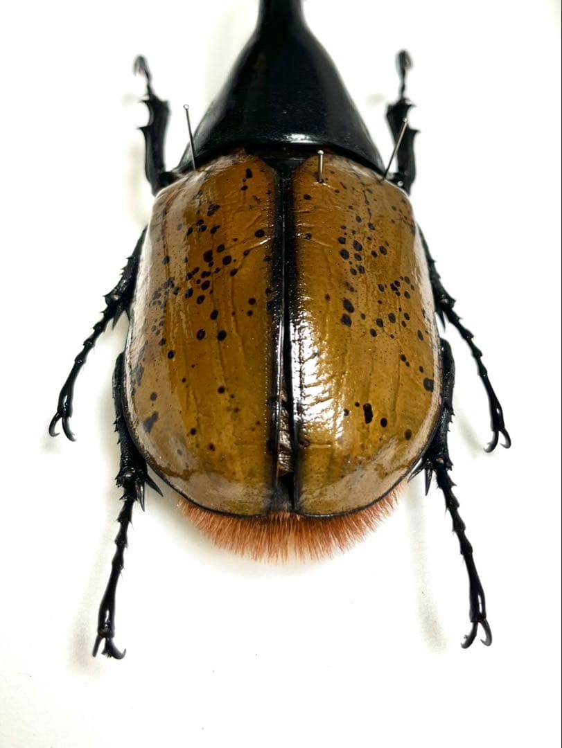 ヘラクレス・リッキー 標本 135mm - メルカリ