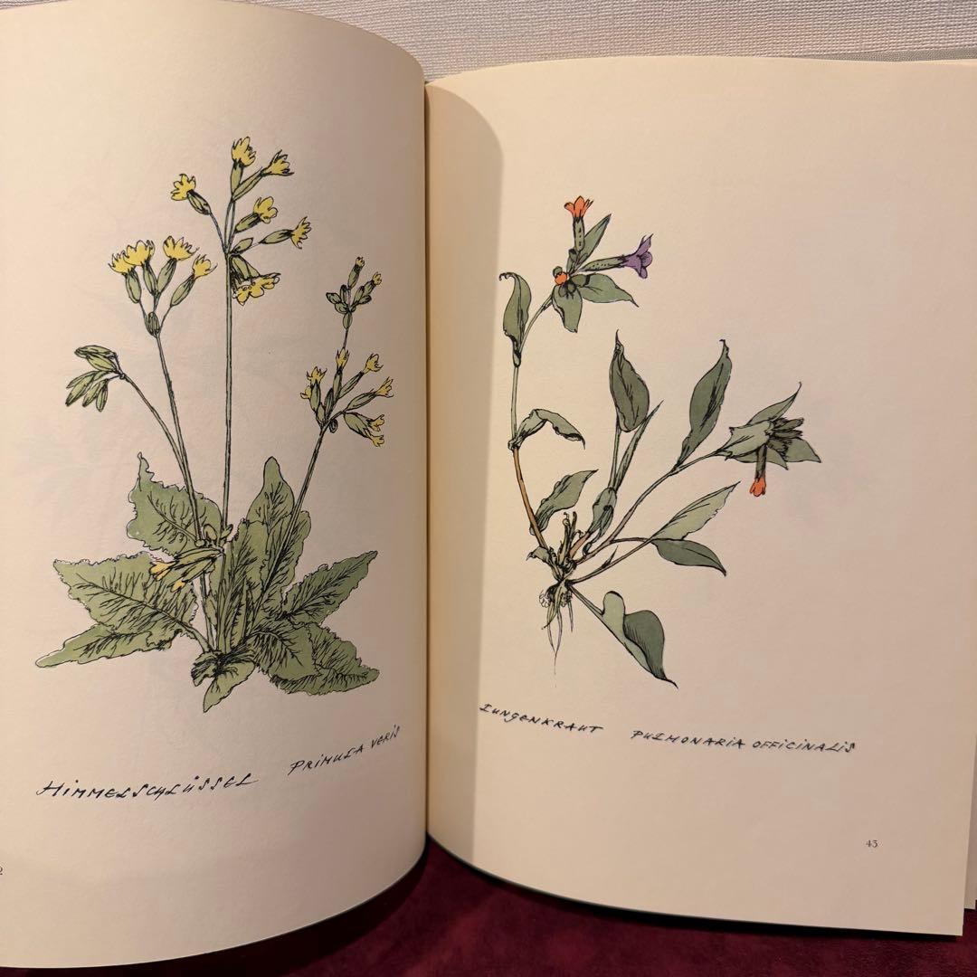 224③1957年ドイツ植物図鑑 植物画 洋書 ジャンクジャーナル ボタン