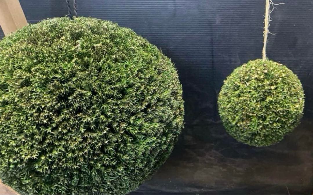 杉玉 約30センチ‼️縁起物 丸くて幸せ 家族円満♪ - メルカリ